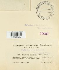 Media resource of Bulgaria melastoma