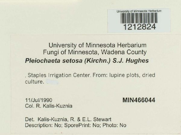 Pleiochaeta setosa image