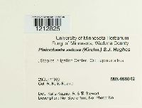 Pleiochaeta setosa image