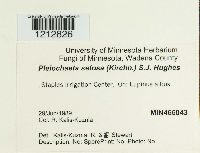 Pleiochaeta setosa image