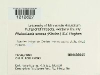 Pleiochaeta setosa image
