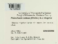 Pleiochaeta setosa image