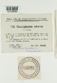 Pleiochaeta setosa image