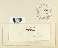 Thyronectria berolinensis image