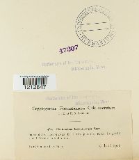 Thyronectria berolinensis image