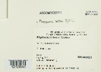 Phyllosticta betae image