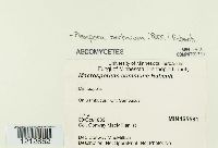 Pleospora herbarum image