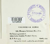 Pleospora herbarum image