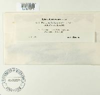 Pleospora herbarum image