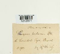 Pleospora herbarum image