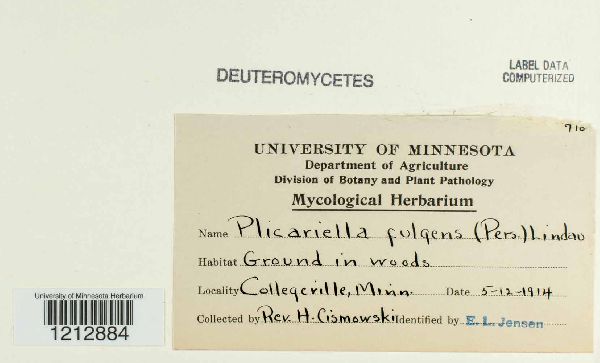 Plicariella fuliginea image