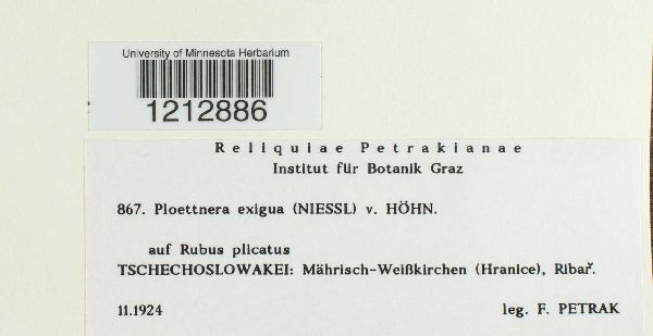 Ploettnera exigua image