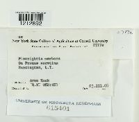 Apiosporina morbosa image