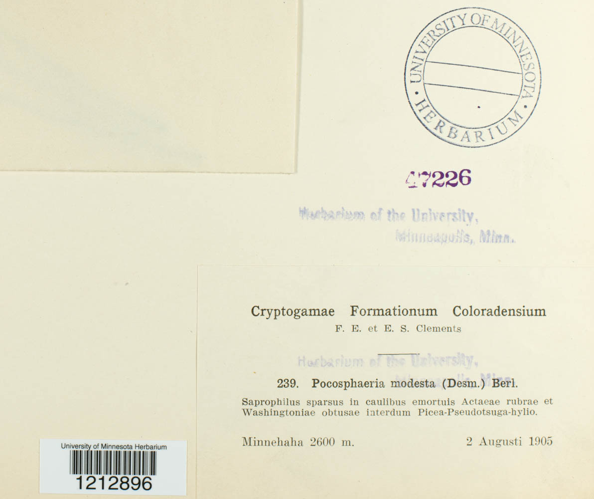 Pocosphaeria modesta image