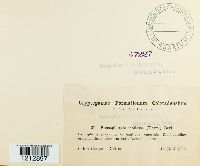 Pocosphaeria modesta image