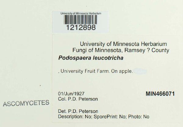 Podosphaera leucotricha image