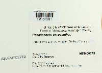 Podosphaera oxyacanthae image