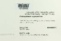 Podosphaera oxyacanthae image