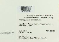 Podosphaera oxyacanthae image