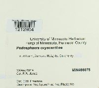 Podosphaera oxyacanthae image