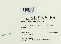 Podosphaera oxyacanthae image