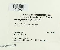 Podosphaera oxyacanthae image