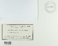 Podosphaera oxyacanthae image