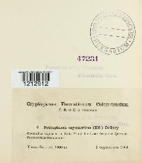 Podosphaera oxyacanthae image