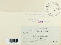 Podosphaera oxyacanthae image