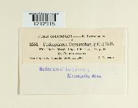 Podosphaera oxyacanthae image