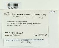 Podosphaera oxyacanthae image