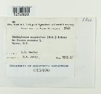 Podosphaera oxyacanthae image