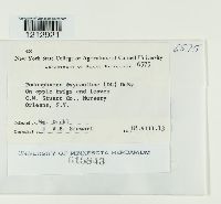 Podosphaera oxyacanthae image