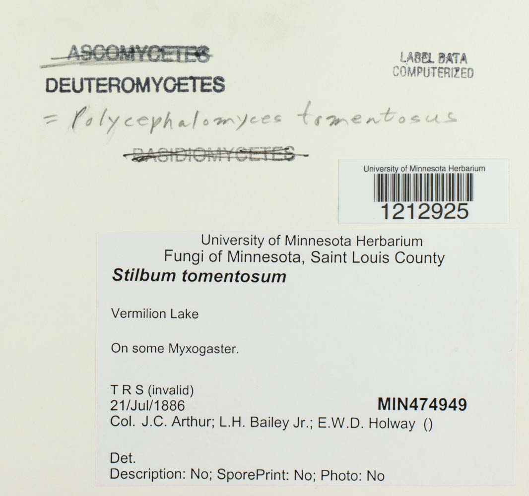 Stilbum tomentosum image