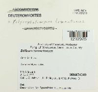 Media resource of Stilbum tomentosum