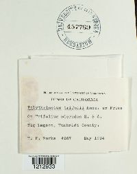 Cymadothea trifolii image