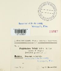 Cymadothea trifolii image