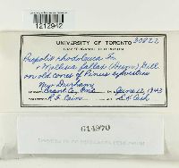 Propolis farinosa image