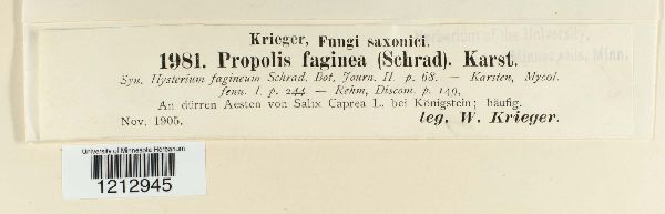 Propolis farinosa image