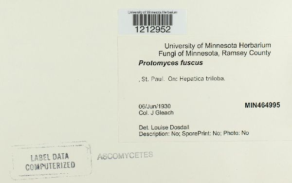 Protomyces fuscus image