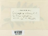 Pseudocercospora rhoina image