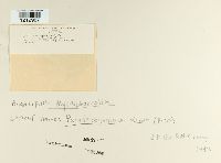 Pseudocercospora varia image