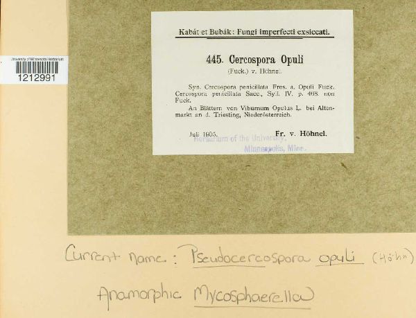 Pseudocercospora opuli image