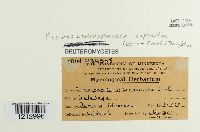 Pseudocercosporella capsellae image