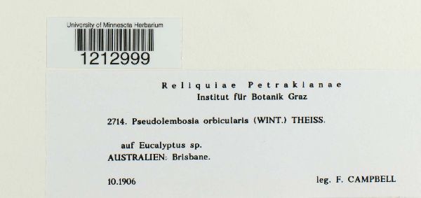 Pseudolembosia orbicularis image