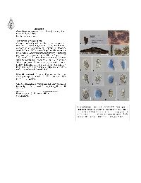 Pseudolembosia orbicularis image