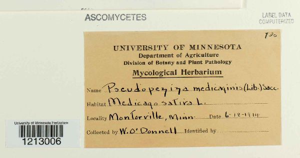 Pseudopeziza medicaginis image