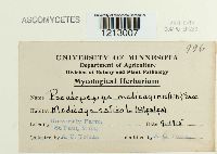 Pseudopeziza medicaginis image