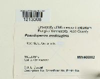 Pseudopeziza medicaginis image