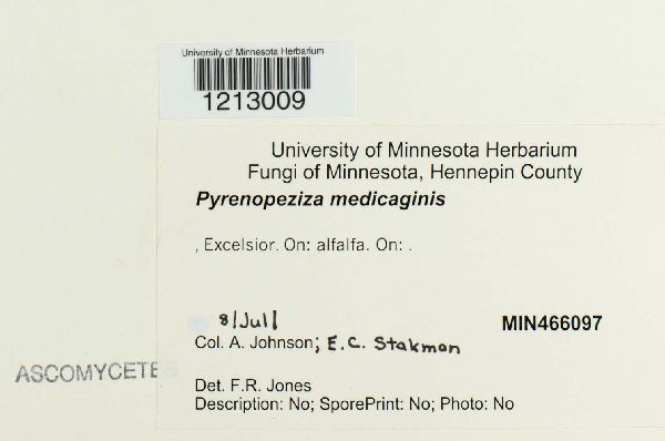 Leptotrochila medicaginis image